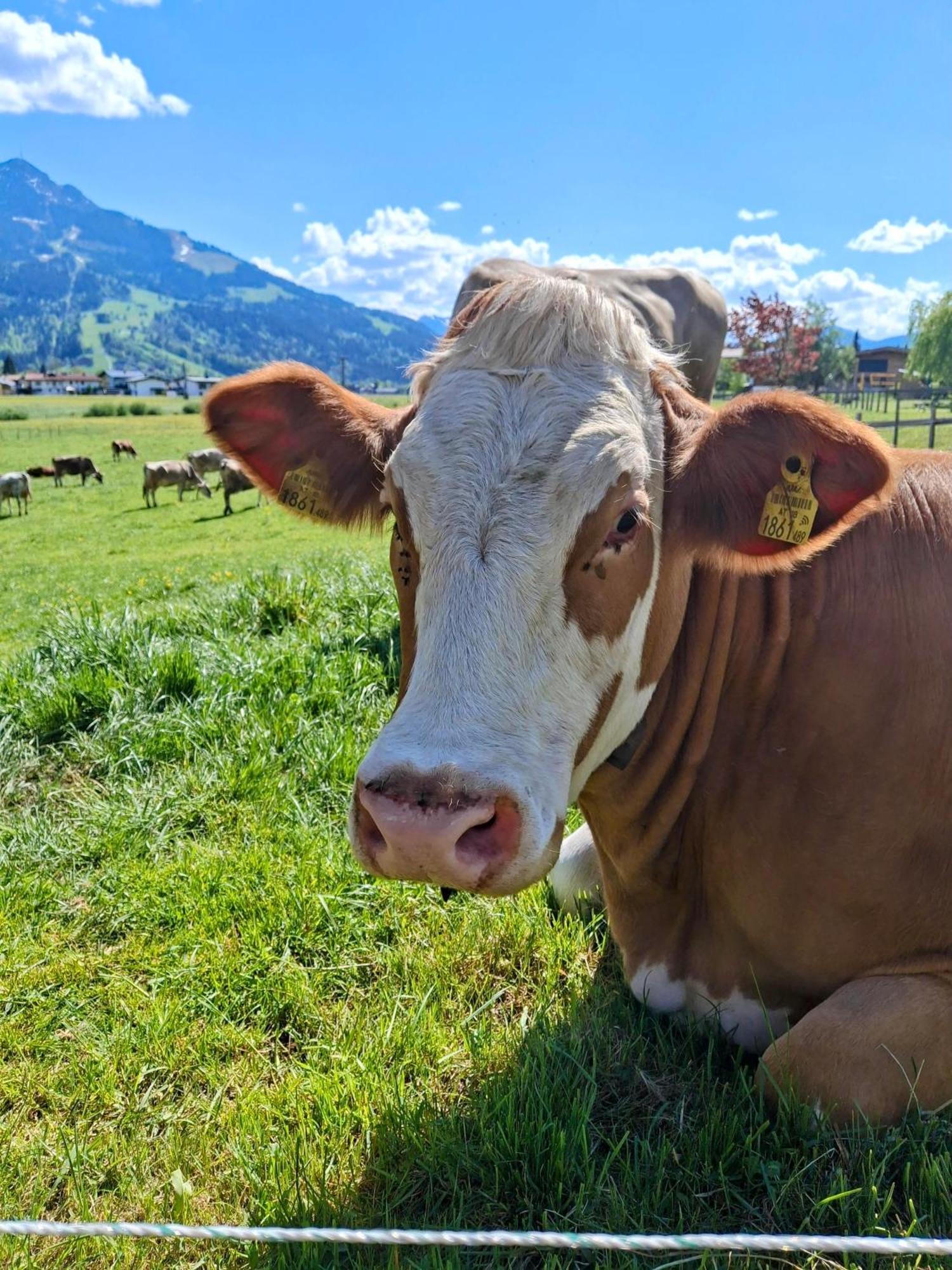 Lampererhof Villa Sankt Johann in Tirol Buitenkant foto